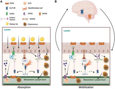 GLP-2 regulation of intestinal lipid handling